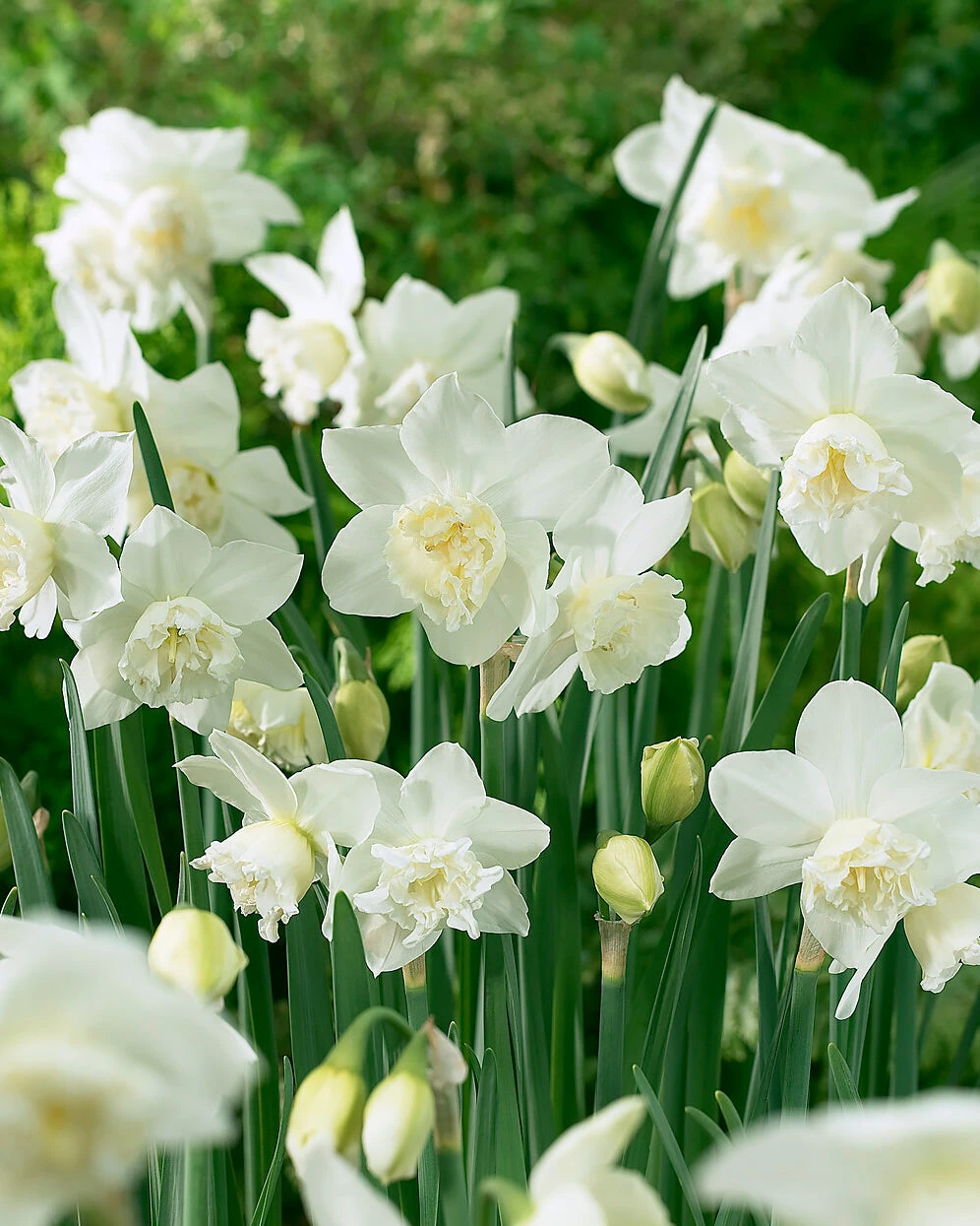 Narcissus 'White Marvel' 1 Narcissus 'White Marvel'