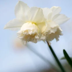 Narcissus 'White Marvel' 20 Narcissus 'White Marvel' -Cheap Ethereal Yard Store narcissus white marvel 1 scaled