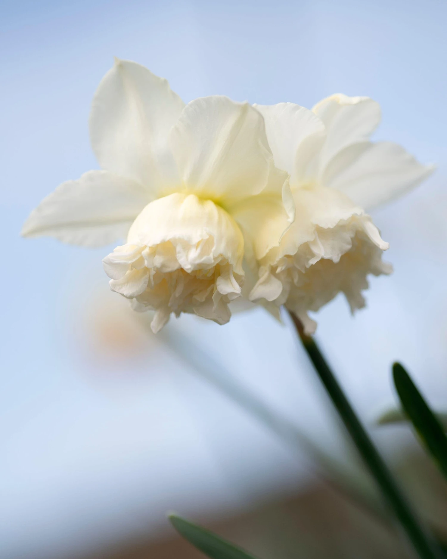 Narcissus 'White Marvel' 5 Narcissus 'White Marvel' - Image 5