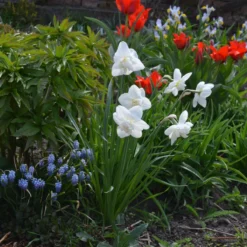 Narcissus 'White Marvel' 27 Narcissus 'White Marvel' -Cheap Ethereal Yard Store narcissus white marvel 10
