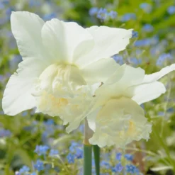 Narcissus 'White Marvel' 19 Narcissus 'White Marvel' -Cheap Ethereal Yard Store narcissus white marvel 11