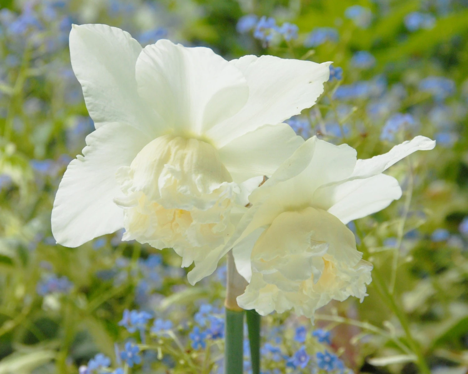 Narcissus 'White Marvel' 4 Narcissus 'White Marvel' - Image 4