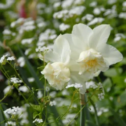 Narcissus 'White Marvel' 28 Narcissus 'White Marvel' -Cheap Ethereal Yard Store narcissus white marvel 12 scaled