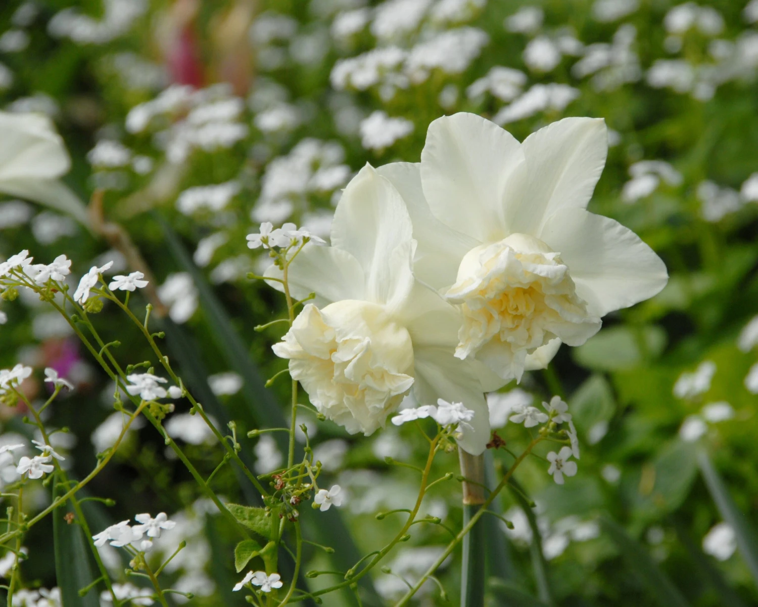 Narcissus 'White Marvel' 13 Narcissus 'White Marvel' - Image 13