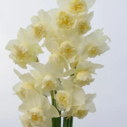 Narcissus 'White Marvel' 29 Narcissus 'White Marvel' -Cheap Ethereal Yard Store narcissus white marvel 13 scaled