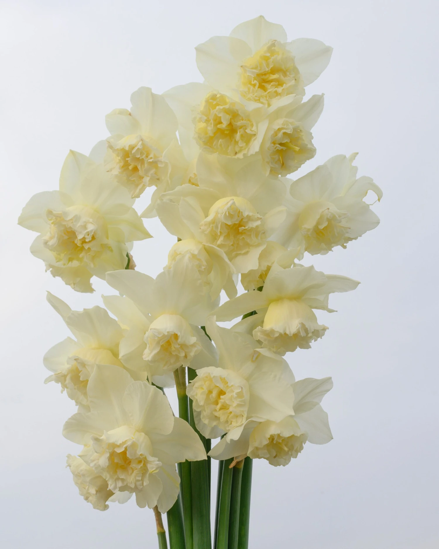 Narcissus 'White Marvel' 14 Narcissus 'White Marvel' - Image 14