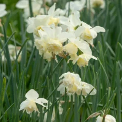 Narcissus 'White Marvel' 30 Narcissus 'White Marvel' -Cheap Ethereal Yard Store narcissus white marvel 15 scaled