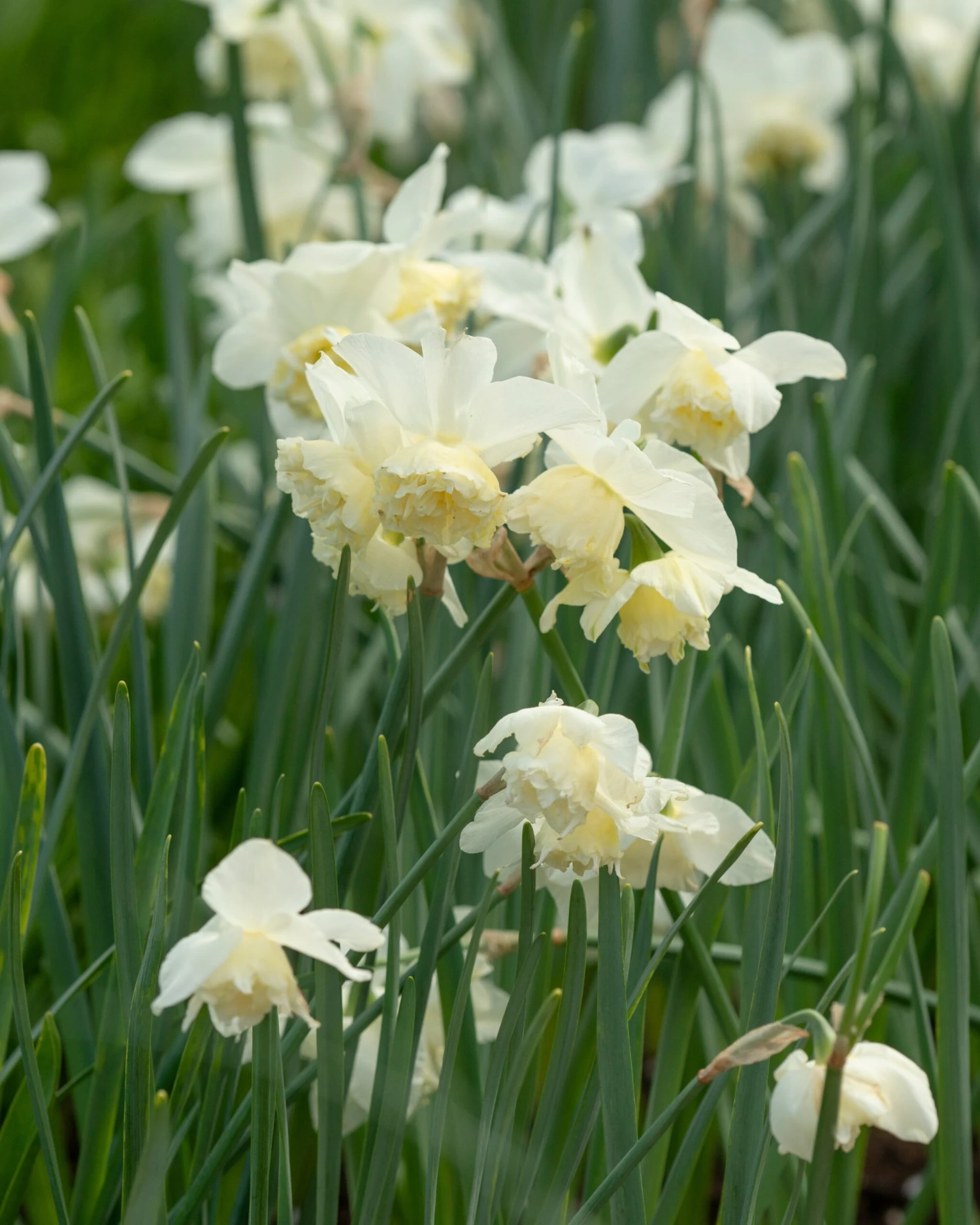 Narcissus 'White Marvel' 15 Narcissus 'White Marvel' - Image 15