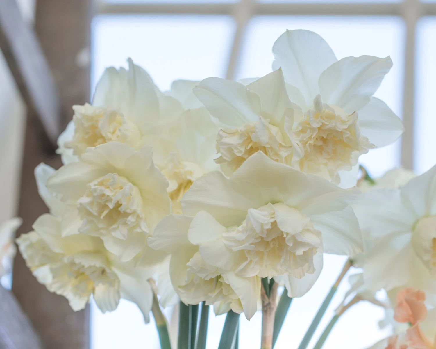 Narcissus 'White Marvel' 16 Narcissus 'White Marvel' - Image 16