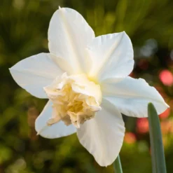 Narcissus 'White Marvel' 22 Narcissus 'White Marvel' -Cheap Ethereal Yard Store narcissus white marvel 2 scaled