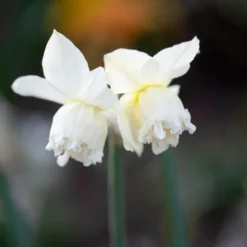 Narcissus 'White Marvel' 23 Narcissus 'White Marvel' -Cheap Ethereal Yard Store narcissus white marvel 3 scaled