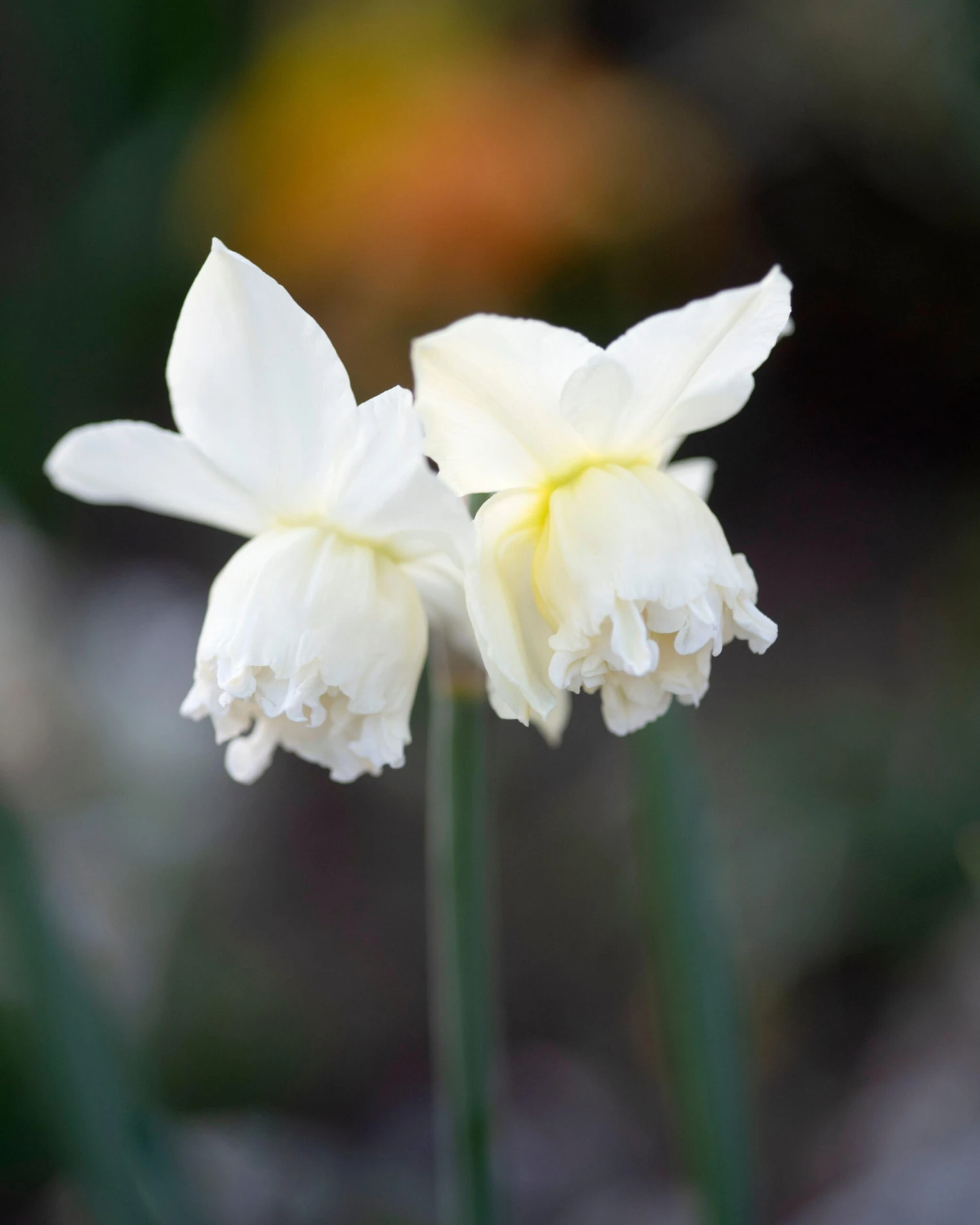 Narcissus 'White Marvel' 8 Narcissus 'White Marvel' - Image 8