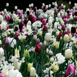 Narcissus 'White Marvel' 21 Narcissus 'White Marvel' -Cheap Ethereal Yard Store narcissus white marvel 4 scaled