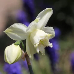 Narcissus 'White Marvel' 26 Narcissus 'White Marvel' -Cheap Ethereal Yard Store narcissus white marvel 5 scaled