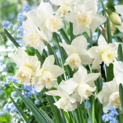 Narcissus 'White Marvel' 24 Narcissus 'White Marvel' -Cheap Ethereal Yard Store narcissus white marvel 8