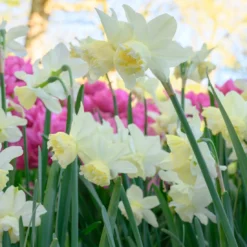 Narcissus 'White Marvel' 18 Narcissus 'White Marvel' -Cheap Ethereal Yard Store narcissus white marvel 9