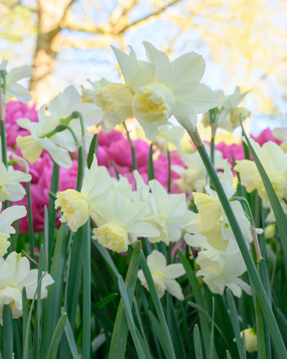 Narcissus 'White Marvel' 3 Narcissus 'White Marvel' - Image 3