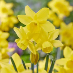 Narcissus 'Yellow Ocean' -Cheap Ethereal Yard Store narcissus yellow ocean 2