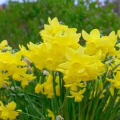 Narcissus 'Yellow Ocean' -Cheap Ethereal Yard Store narcissus yellow ocean 3