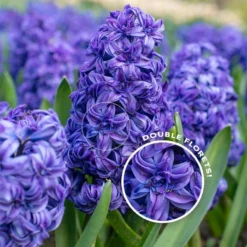 Hyacinth 'Royal Navy'