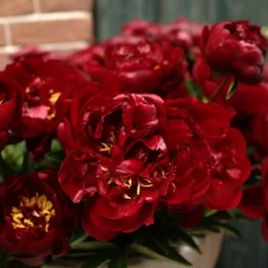 Paeonia 'Buckeye Belle' -Cheap Ethereal Yard Store paeonia buckeye bell 2