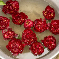 Paeonia 'Buckeye Belle' -Cheap Ethereal Yard Store paeonia buckeye bell 4