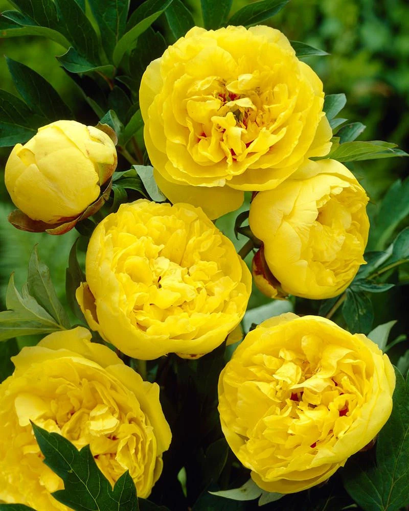 Paeonia 'Yellow Crown' 1 Paeonia 'Yellow Crown'
