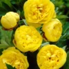 Paeonia 'Yellow Crown XXL'