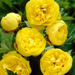 Paeonia 'Yellow Crown XXL'