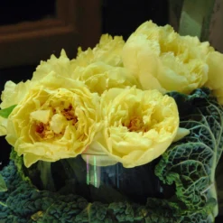 Paeonia 'Yellow Crown' 7 Paeonia 'Yellow Crown' -Cheap Ethereal Yard Store paeonia yellow crown 2