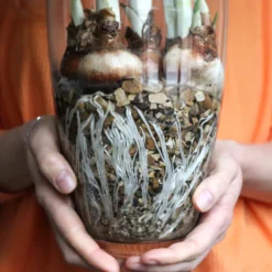 Narcissus Tazetta 'Paperwhite' -Cheap Ethereal Yard Store paperwhites 00 scaled