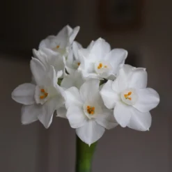 Narcissus Tazetta 'Paperwhite' -Cheap Ethereal Yard Store paperwhites 01 scaled