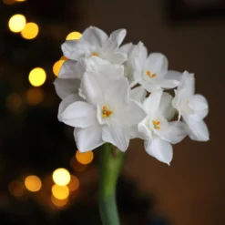 Narcissus Tazetta 'Paperwhite' -Cheap Ethereal Yard Store paperwhites 02 scaled