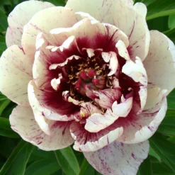Paeonia 'All That Jazz'