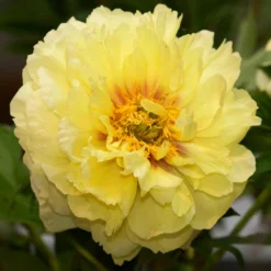 Paeonia 'Bartzella' -Cheap Ethereal Yard Store peony bartzella 0