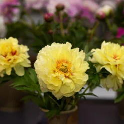 Paeonia 'Bartzella' -Cheap Ethereal Yard Store peony bartzella 1 scaled