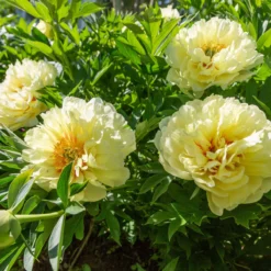 New Products -Cheap Ethereal Yard Store peony bartzella 3 scaled