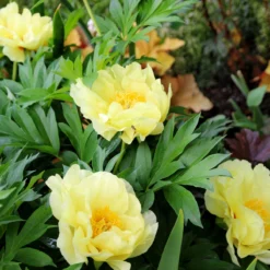 Paeonia 'Bartzella' -Cheap Ethereal Yard Store peony bartzella 5 scaled