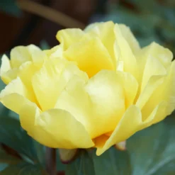 Paeonia 'Bartzella' -Cheap Ethereal Yard Store peony bartzella 7 scaled
