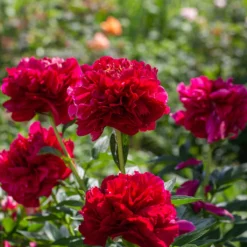 Paeonia 'Buckeye Belle' -Cheap Ethereal Yard Store peony buckeye bell 2 scaled