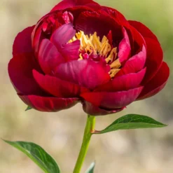 Paeonia 'Buckeye Belle'
