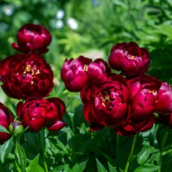 Paeonia 'Buckeye Belle' -Cheap Ethereal Yard Store peony buckeye bell 5 scaled