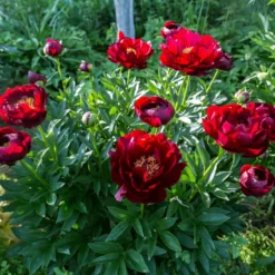 Paeonia 'Buckeye Belle' -Cheap Ethereal Yard Store peony buckeye bell 6 scaled