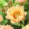 Paeonia 'Canary Brilliants'