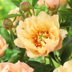 Paeonia 'Canary Brilliants'