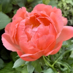 Paeonia 'Coral Charm'