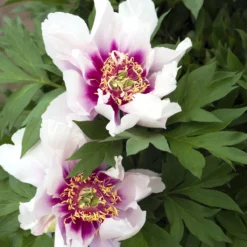 Paeonia 'Cora Louise' -Cheap Ethereal Yard Store peony coral louise 1 scaled