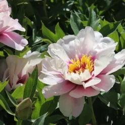 New Products -Cheap Ethereal Yard Store peony coral louise 2 scaled