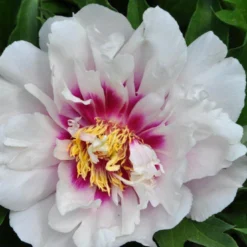 Paeonia 'Cora Louise' -Cheap Ethereal Yard Store peony coral louise 3