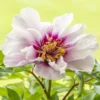 Paeonia 'Cora Louise'